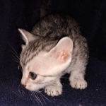Neith, Egyptian Mau, Silver, Female , DOB 3-1-19