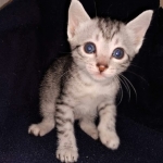 Neith, Egyptian Mau, Silver, Female , DOB 3-1-19