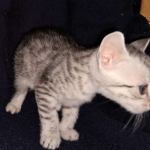 Neith, Egyptian Mau, Silver, Female , DOB 3-1-19