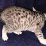 Neith, Egyptian Mau, Silver, Female , DOB 3-1-19