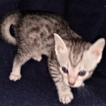 Neith, Egyptian Mau, Silver, Female , DOB 3-1-19