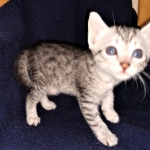 Neith, Egyptian Mau, Silver, Female , DOB 3-1-19