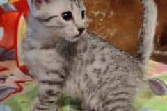 Mau Silver female DOB 3-3-22