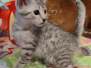 Mau Silver female DOB 3-3-22