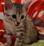 Mau silver female DOB 3-3-22
