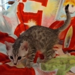 Mau silver female DOB 3-3-22