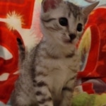 Mau silver female DOB 3-3-22