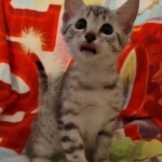 Mau silver female DOB 3-3-22