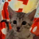 Mau silver female DOB 3-3-22