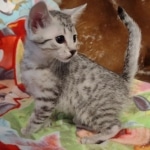 Mau silver female DOB 3-3-22