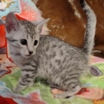 Mau silver female DOB 3-3-22