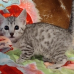 Mau silver female DOB 3-3-22