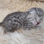Mau silver female DOB 3-3-22