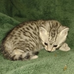 Mau silver female DOB 3-3-22