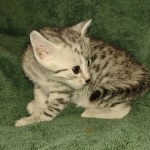 Mau silver female DOB 3-3-22