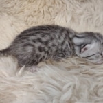 Mau silver female DOB 3-3-22