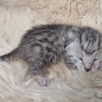 Mau silver female DOB 3-3-22