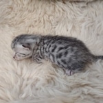 Mau silver female DOB 3-3-22