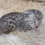Mau silver female DOB 3-3-22