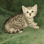 Mau silver female DOB 3-3-22