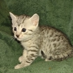Mau silver female DOB 3-3-22