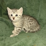 Mau silver female DOB 3-3-22