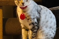 Mithril, Mau Silver female DOB 4-10-18
