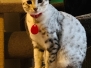 Mithril, Mau Silver female DOB 4-10-18