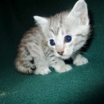 Mau, Silver female DOB 4-10-18