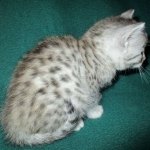 Mau, Silver female DOB 4-10-18