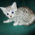 Mau, Silver female DOB 4-10-18