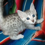 Mau, Silver female DOB 4-10-18