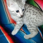 Mau, Silver female DOB 4-10-18