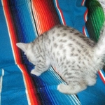 Mau, Silver female DOB 4-10-18