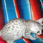 Mau, Silver female DOB 4-10-18