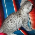 Mau, Silver female DOB 4-10-18