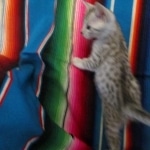 Mau, Silver female DOB 4-10-18