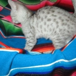 Mau, Silver female DOB 4-10-18