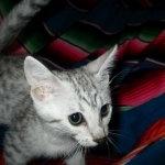 Mau, Silver female DOB 4-10-18