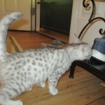 Mau, Silver female DOB 4-10-18