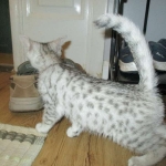 Mau, Silver female DOB 4-10-18