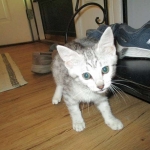 Mau, Silver female DOB 4-10-18