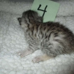 Mau, Silver female DOB 4-10-18