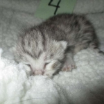 Mau, Silver female DOB 4-10-18