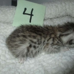 Mau, Silver female DOB 4-10-18