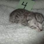 Mau, Silver female DOB 4-10-18