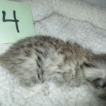 Mau, Silver female DOB 4-10-18