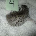 Mau, Silver female DOB 4-10-18