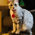 Mithril, Mau, Silver female DOB 4-10-18