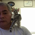 Mithril, Mau, Silver female DOB 4-10-18